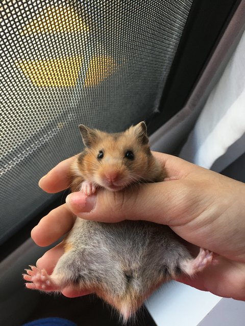 Brownie  - Syrian / Golden Hamster Hamster