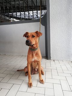 Duffy - Mixed Breed Dog