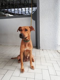 Duffy - Mixed Breed Dog