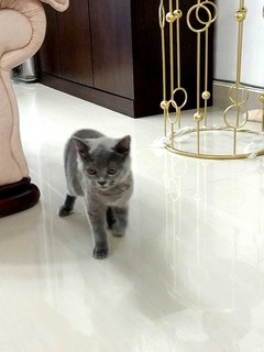 Hugo - British Shorthair Cat