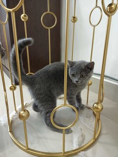 Hugo - British Shorthair Cat