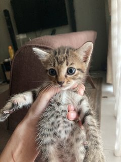 Oyen &amp; Tabby - Domestic Medium Hair Cat