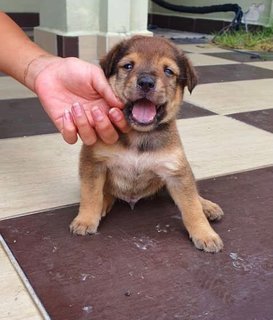 Bear Bear - Mixed Breed Dog