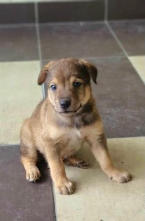 Bear Bear - Mixed Breed Dog