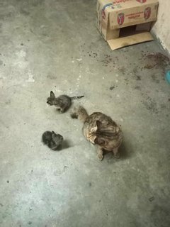 Montel And Kids - Domestic Short Hair Cat