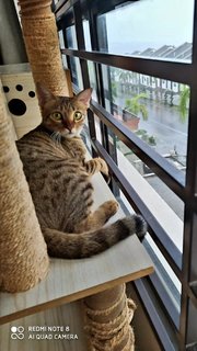 Savannah - Domestic Short Hair Cat