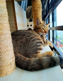 Savannah - Domestic Short Hair Cat