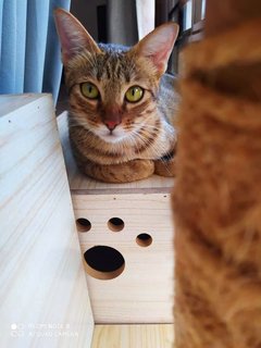 Savannah - Domestic Short Hair Cat