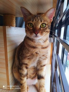 Savannah - Domestic Short Hair Cat