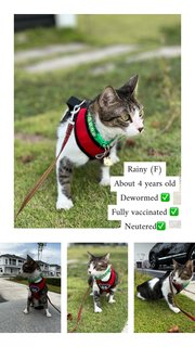 Rain - Domestic Short Hair Cat