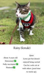 Rain - Domestic Short Hair Cat