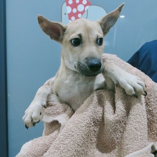 Brown 4 - Mixed Breed Dog