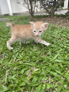 Tiger And Lu  - Domestic Short Hair Cat