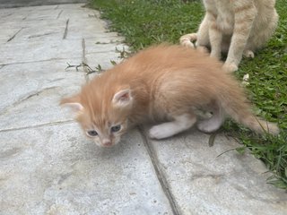 Tiger And Lu  - Domestic Short Hair Cat