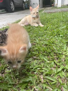 Tiger And Lu  - Domestic Short Hair Cat