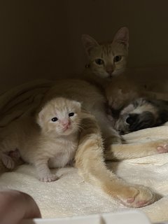 Tiger And Lu  - Domestic Short Hair Cat