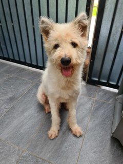 Loki The Terrier Mix - Terrier + German Spitz Dog