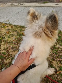 Loki The Terrier Mix - Terrier + German Spitz Dog