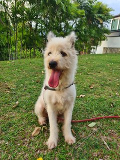 Loki The Terrier Mix - Terrier + German Spitz Dog