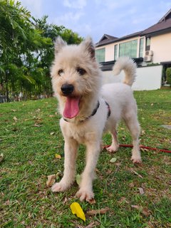 Loki The Terrier Mix - Terrier + German Spitz Dog