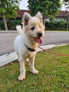 Loki The Terrier Mix - Terrier + German Spitz Dog