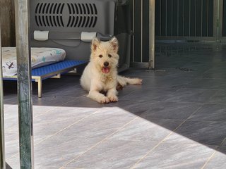 Loki The Terrier Mix - Terrier + German Spitz Dog