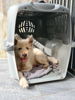 Loki The Terrier Mix - Terrier + German Spitz Dog