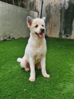 Loki The Terrier Mix - Terrier + German Spitz Dog