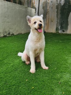 Loki The Terrier Mix - Terrier + German Spitz Dog