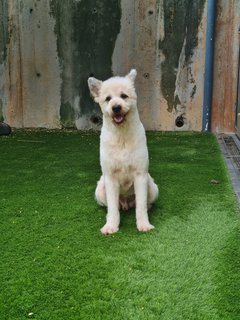 Loki The Terrier Mix - Terrier + German Spitz Dog