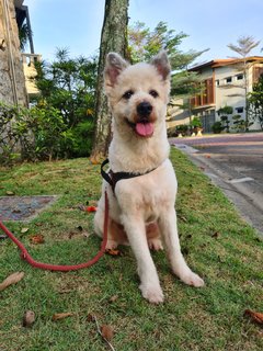 Loki The Terrier Mix - Terrier + German Spitz Dog