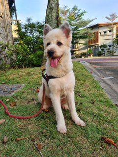 Loki The Terrier Mix - Terrier + German Spitz Dog