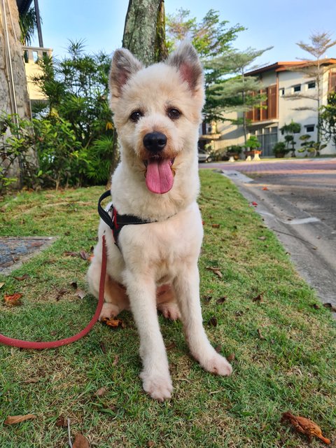 Loki The Terrier Mix - Terrier + German Spitz Dog