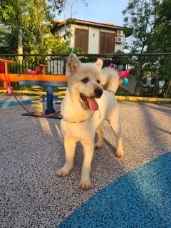 Loki The Terrier Mix - Terrier + German Spitz Dog