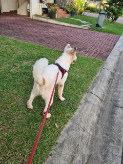 Loki The Terrier Mix - Terrier + German Spitz Dog