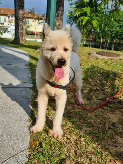 Loki The Terrier Mix - Terrier + German Spitz Dog