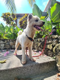 Loki The Terrier Mix - Terrier + German Spitz Dog