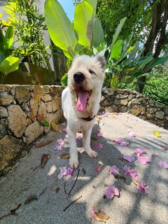 Loki The Terrier Mix - Terrier + German Spitz Dog