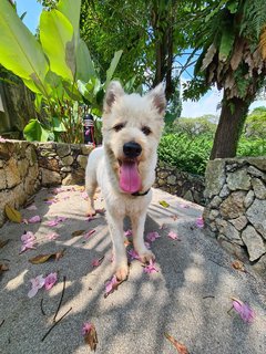 Loki The Terrier Mix - Terrier + German Spitz Dog