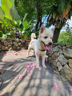 Loki The Terrier Mix - Terrier + German Spitz Dog