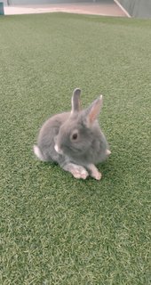 Kylie Jenner - Angora Rabbit Rabbit