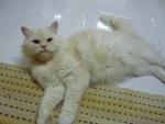 Gucci - Persian + Birman Cat