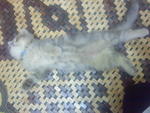 Bambino... - Domestic Long Hair Cat