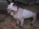 Tutan - Siamese Cat