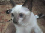 Tutan - Siamese Cat