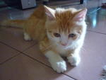 Bobo Si Gemuk - Domestic Long Hair Cat