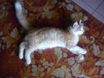 Bobo Si Gemuk - Domestic Long Hair Cat