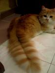 Bobo Si Gemuk - Domestic Long Hair Cat