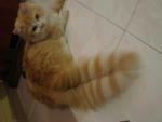 Bobo Si Gemuk - Domestic Long Hair Cat