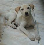 Leo - Labrador Retriever Mix Dog